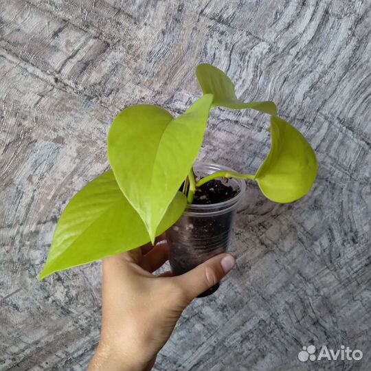 Ампельные растения