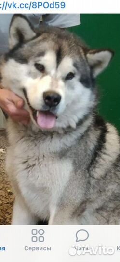 Собака в добрые руки маламут