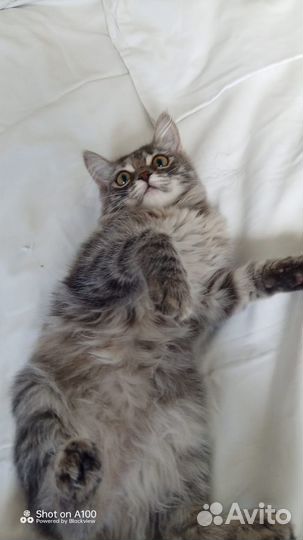 Котята бесплатно