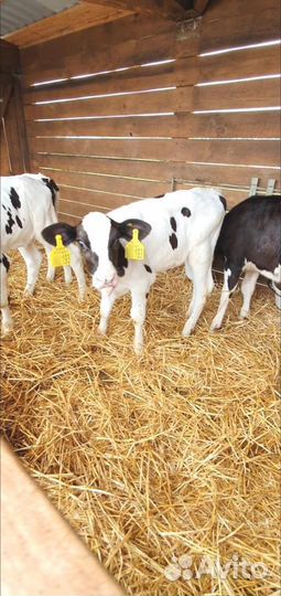 Телята Бычки мясного направления