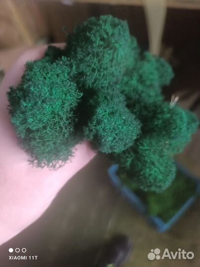 Мох стабилизированный оптом и в розницу