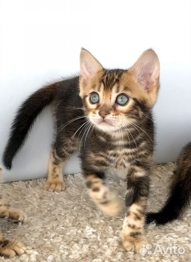 Бенгальская девочка