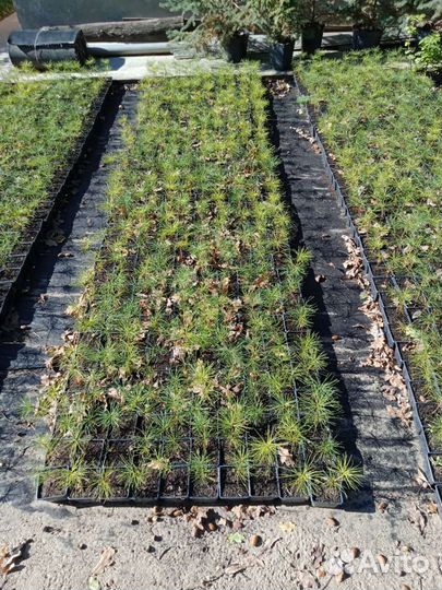 Саженцы кедра - сосны кедровой корейской
