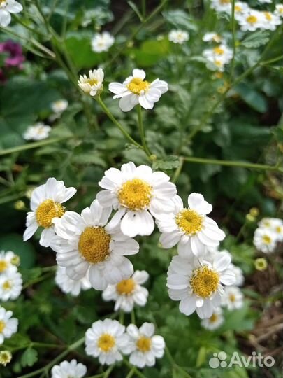 Многолетние растения для сада