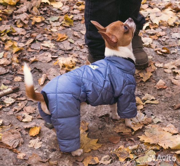 Случка, вязка чихуахуа