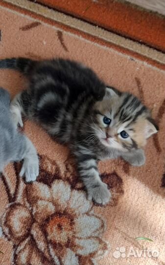 Шотландские котята