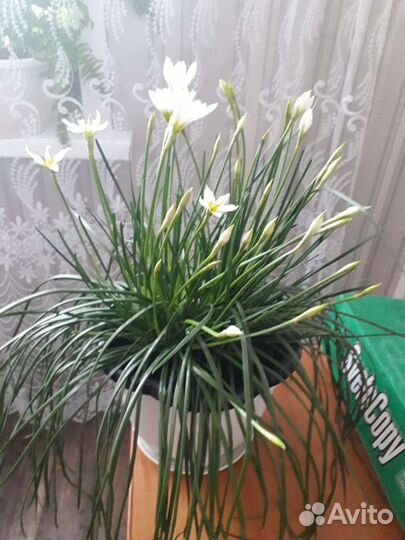 Зефирантес белый