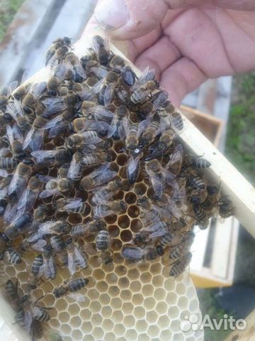 Пчеломатки Карника 2023 объявление продам