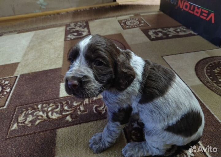 Щенки спаниеля