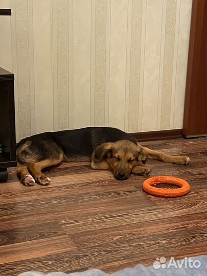 Собака в добрые руки