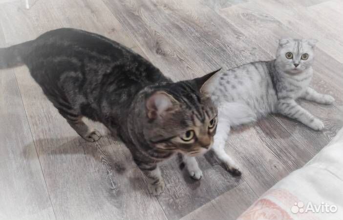 Шотландские котята