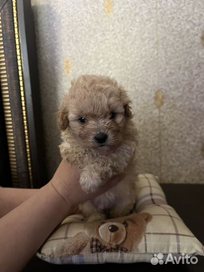 Щенки малитипу