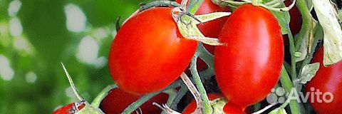 Семена Томата 