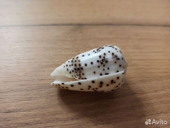 Морская раковина