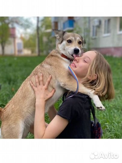 Выгул собак