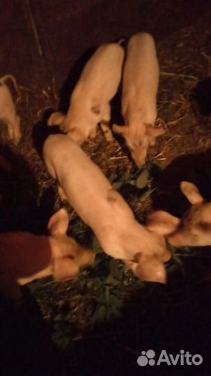 Поросята домашние