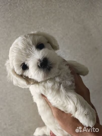 Мини Мальтезе