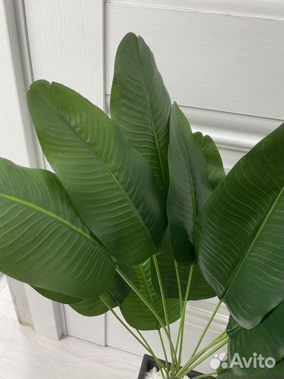 Банановая пальма