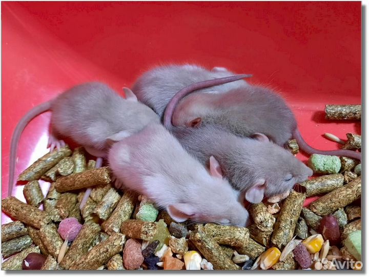 Крысы (Дамбо). Канадские крысята из питомника