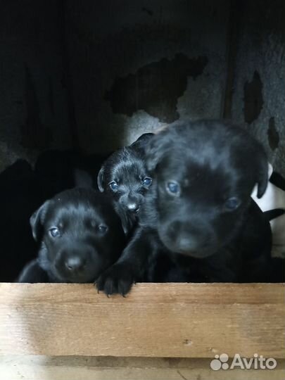 Лабродетки