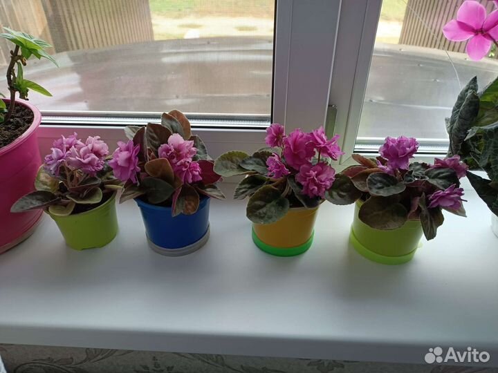 Фиалка махровая розовая