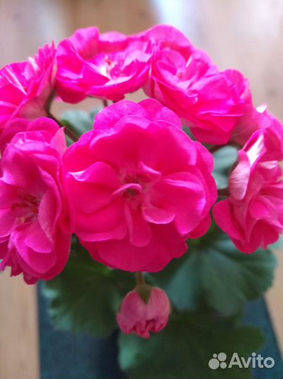 Пеларгонии сортовые