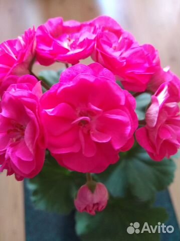 Пеларгонии сортовые