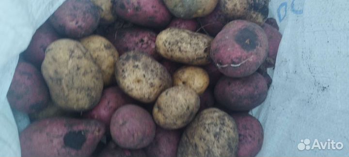 Продам картофель едовая и семенная