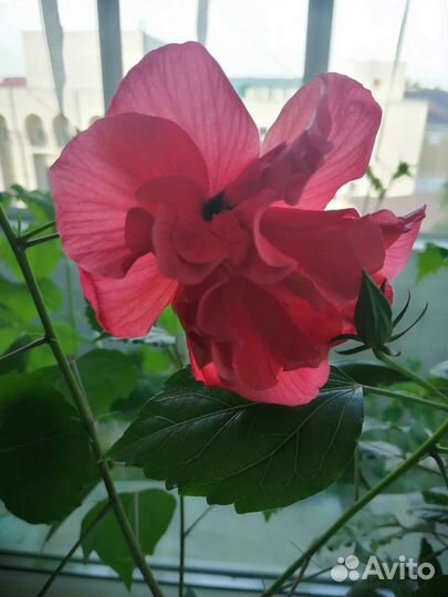 Гибискус несколько штук