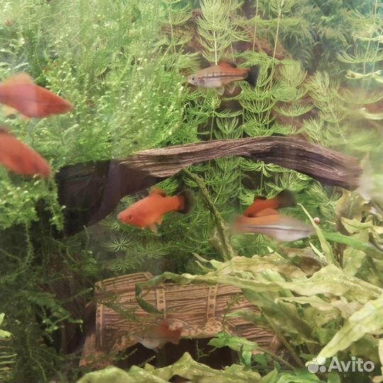 Рыбки меченосцы