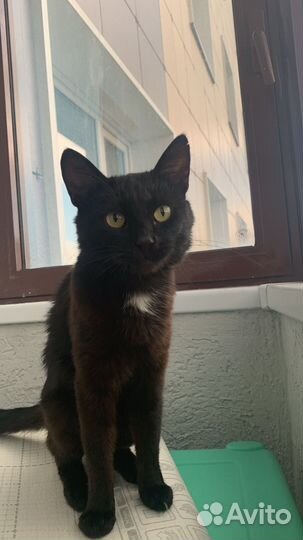 Кот в добрые руки