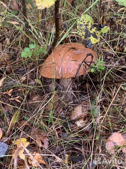 Грибы свежие(подосиновик, подберезовик)