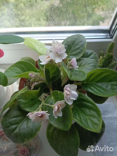 Продам цветы комнатные