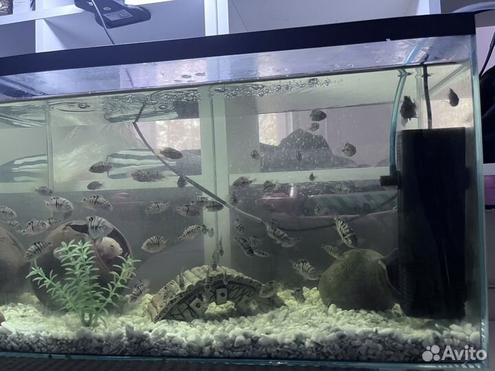 Рыбки цихлиды чернополосые подростки