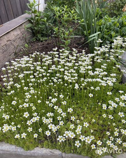 Ирисы, лилейники, астильба и другие многолетники