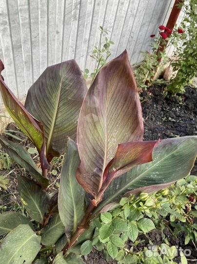 Клубни канны