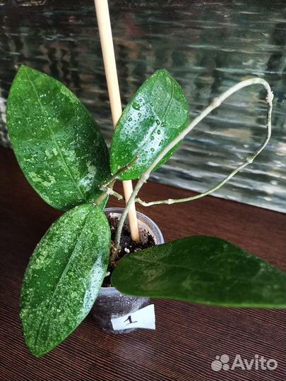 Хойи сортовые