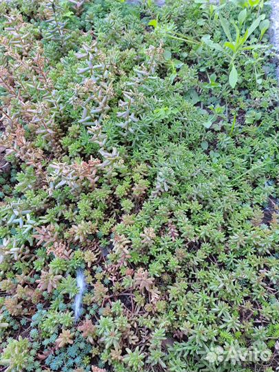 Очиток почвопокровный