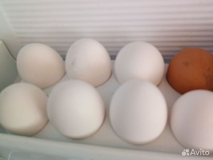 Домашние куриные яйца