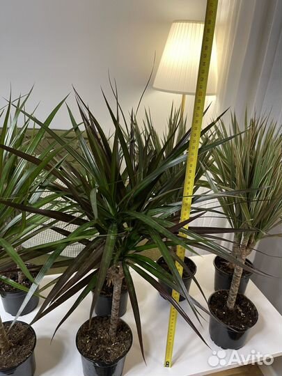 Пальма драцена