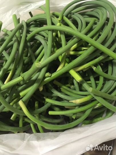 Стрелка чеснока молодая