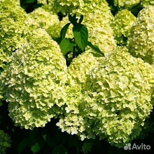 Гортензия метельчатая Мохито