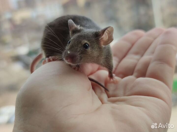 Декоративные мышки