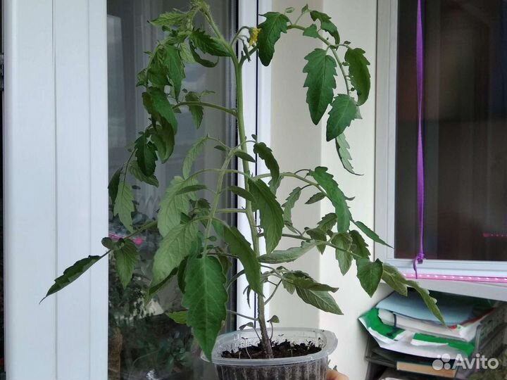 Рассада помидоров томатов