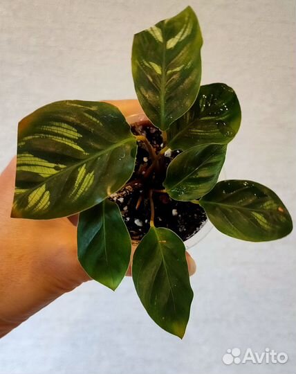 Бегония, Калатея, Давалия, Кордилина, Хатиора