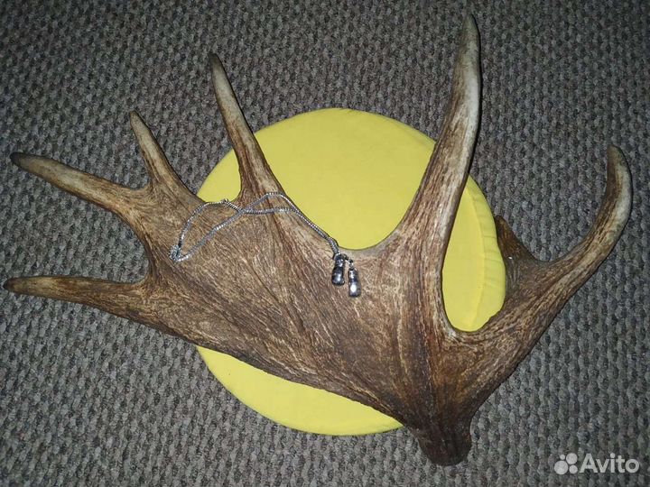 Прием рога лося