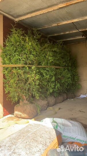 Туя брабант