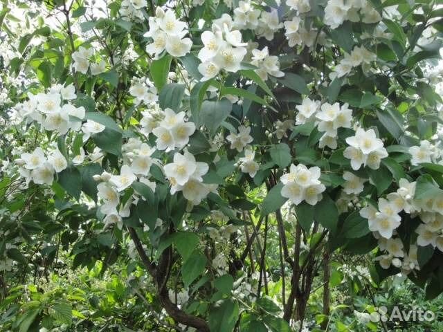 Кустарники декоративные