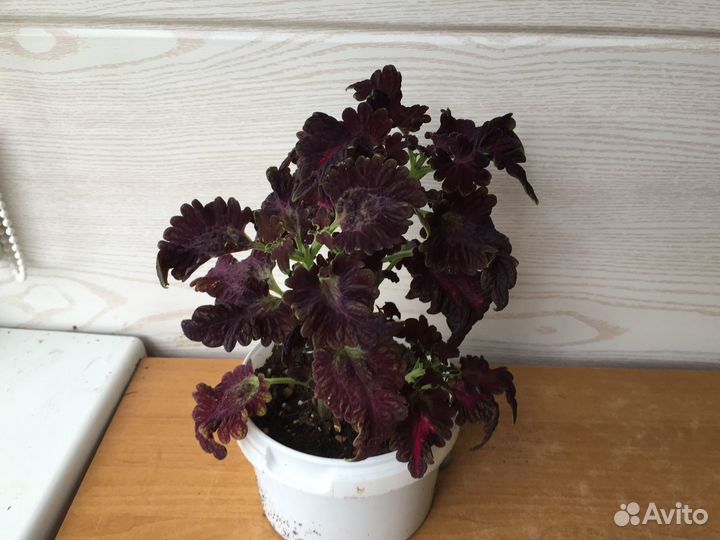 Продам цветы комнатные
