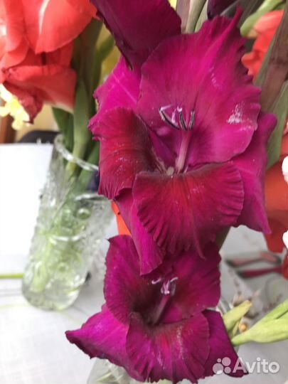 Гладиолусы луковицы